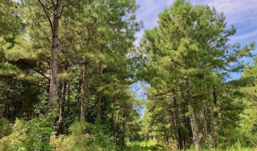 Photo #34 of SOLD property in 653 Jones White Road, Roper, NC 46.8 acres