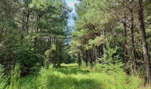 Photo #36 of SOLD property in 653 Jones White Road, Roper, NC 46.8 acres
