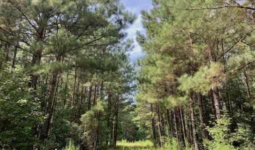 Photo #37 of SOLD property in 653 Jones White Road, Roper, NC 46.8 acres