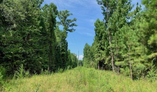 Photo #38 of SOLD property in 653 Jones White Road, Roper, NC 46.8 acres
