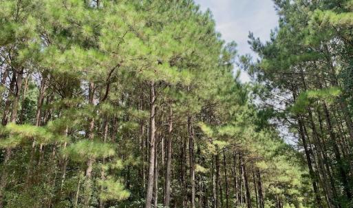 Photo #39 of SOLD property in 653 Jones White Road, Roper, NC 46.8 acres