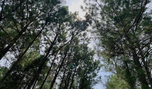 Photo #40 of SOLD property in 653 Jones White Road, Roper, NC 46.8 acres