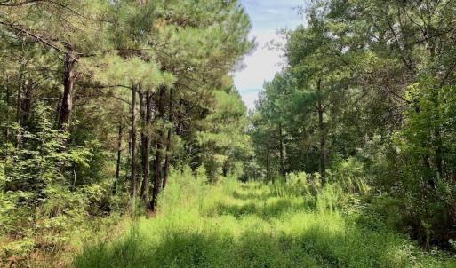 Photo #41 of SOLD property in 653 Jones White Road, Roper, NC 46.8 acres
