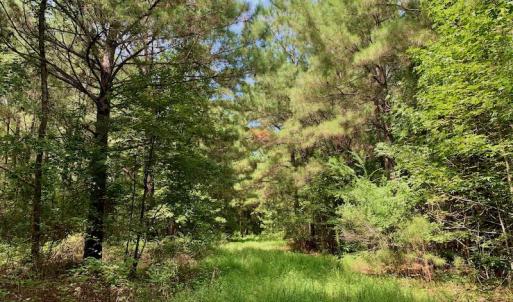 Photo #44 of SOLD property in 653 Jones White Road, Roper, NC 46.8 acres