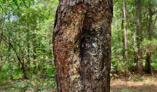 Photo #46 of SOLD property in 653 Jones White Road, Roper, NC 46.8 acres
