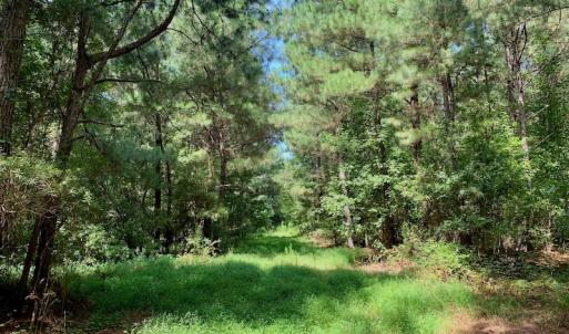 Photo #47 of SOLD property in 653 Jones White Road, Roper, NC 46.8 acres
