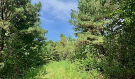 Photo #50 of SOLD property in 653 Jones White Road, Roper, NC 46.8 acres