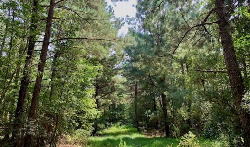 Photo #52 of SOLD property in 653 Jones White Road, Roper, NC 46.8 acres