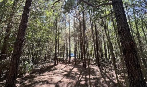 Photo #21 of SOLD property in Off Old Macon Highway, Macon, NC 9.2 acres