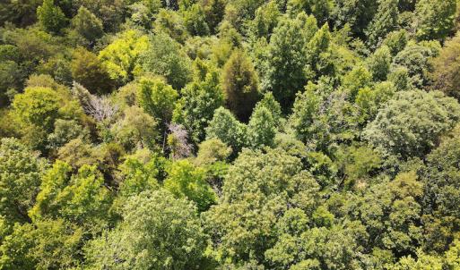 Photo #12 of 189 Hamlet Hills Drive, Reidsville, NC 3.9 acres