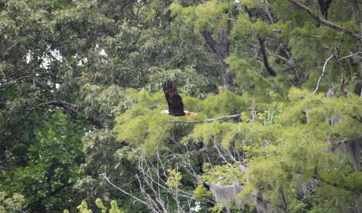 Photo #25 of Off 1307 San Souci Road, Windsor, NC 233.5 acres