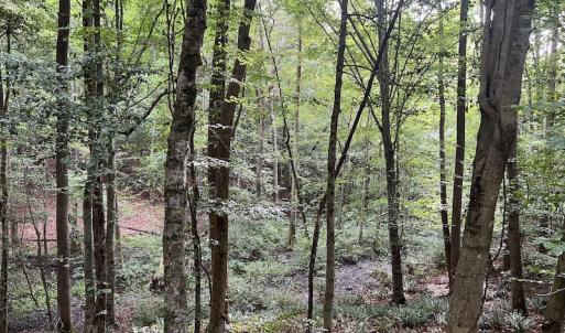 Photo #24 of Off 1307 San Souci Road, Windsor, NC 233.5 acres