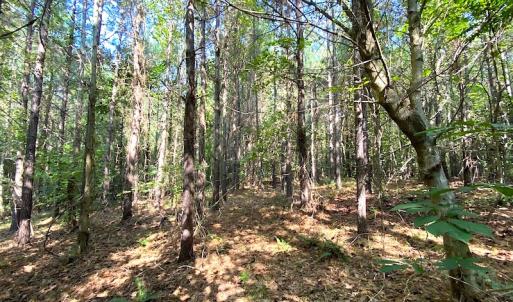 Photo #7 of Off Colonial Trail W, Spring Grove, VA 39.5 acres