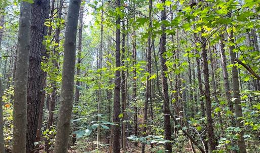 Photo #30 of Off Colonial Trail W, Spring Grove, VA 39.5 acres