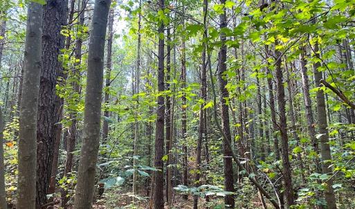 Photo #30 of SOLD property in Off Colonial Trail W, Spring Grove, VA 39.5 acres