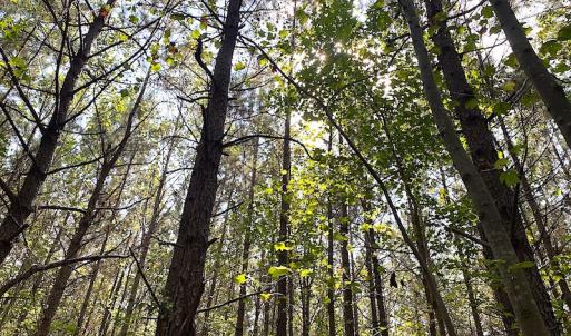 Photo #31 of SOLD property in Off Colonial Trail W, Spring Grove, VA 39.5 acres
