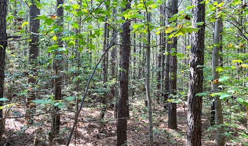 Photo #32 of Off Colonial Trail W, Spring Grove, VA 39.5 acres