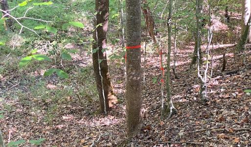 Photo #41 of SOLD property in Off Colonial Trail W, Spring Grove, VA 39.5 acres