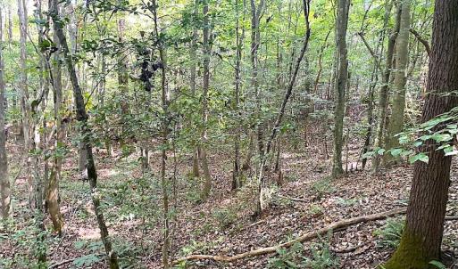 Photo #44 of SOLD property in Off Colonial Trail W, Spring Grove, VA 39.5 acres