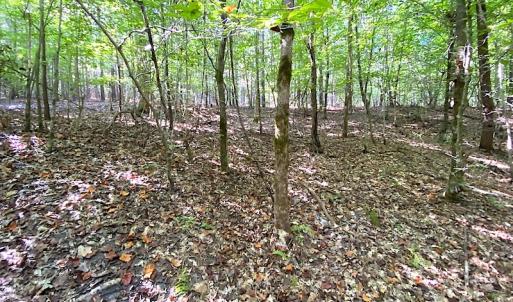 Photo #48 of Off Colonial Trail W, Spring Grove, VA 39.5 acres