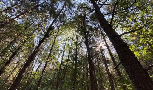 Photo #14 of SOLD property in Off Colonial Trail W, Spring Grove, NC 65.0 acres