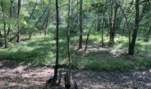 Photo #32 of Off Colonial Trail W, Spring Grove, NC 65.0 acres