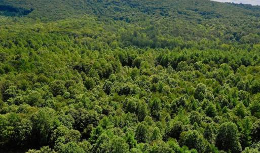 Photo #27 of SOLD property in 524 Lobo Lane, Arrington, VA 64.8 acres
