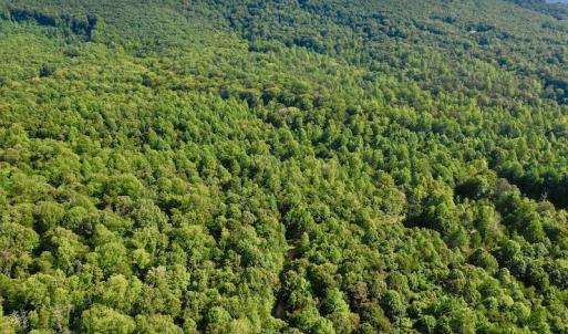 Photo #35 of SOLD property in 524 Lobo Lane, Arrington, VA 64.8 acres