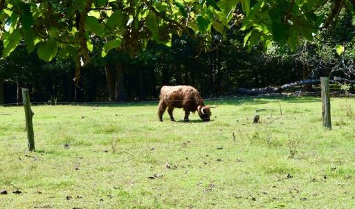 Photo #37 of SOLD property in 524 Lobo Lane, Arrington, VA 64.8 acres