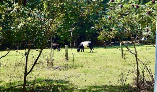 Photo #43 of SOLD property in 524 Lobo Lane, Arrington, VA 64.8 acres