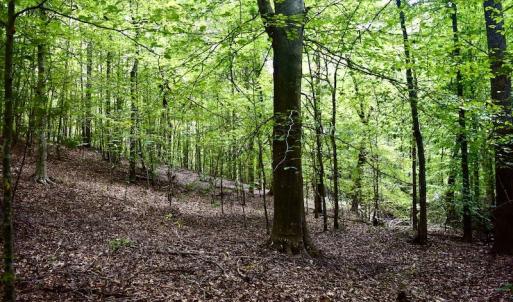 Photo #45 of SOLD property in 524 Lobo Lane, Arrington, VA 64.8 acres