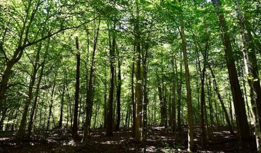 Photo #50 of SOLD property in 524 Lobo Lane, Arrington, VA 64.8 acres