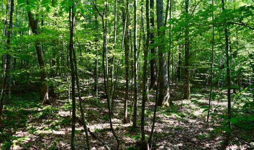 Photo #51 of SOLD property in 524 Lobo Lane, Arrington, VA 64.8 acres
