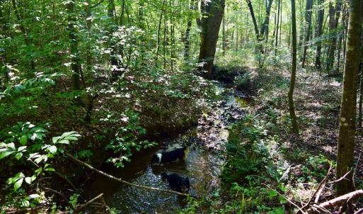 Photo #52 of SOLD property in 524 Lobo Lane, Arrington, VA 64.8 acres