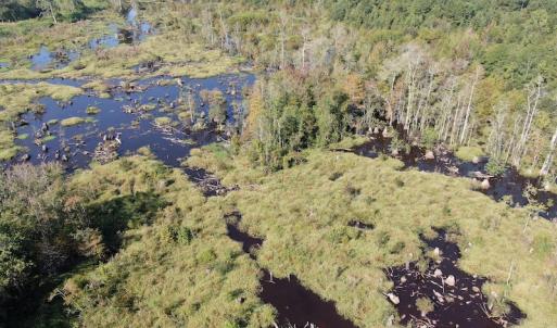 Photo #5 of SOLD property in 5161 Long Branch Swamp Road, Green Sea, SC 148.0 acres
