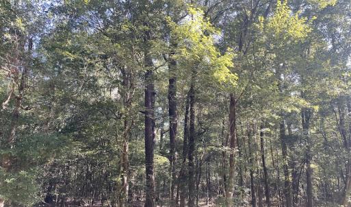 Photo #11 of SOLD property in 5161 Long Branch Swamp Road, Green Sea, SC 148.0 acres