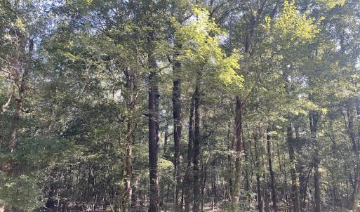 Photo #11 of 5161 Long Branch Swamp Road, Green Sea, SC 148.0 acres
