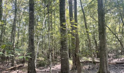 Photo #12 of SOLD property in 5161 Long Branch Swamp Road, Green Sea, SC 148.0 acres
