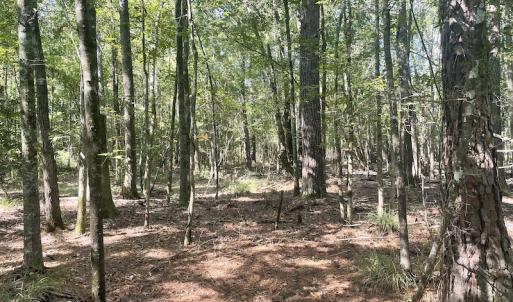 Photo #13 of SOLD property in 5161 Long Branch Swamp Road, Green Sea, SC 148.0 acres