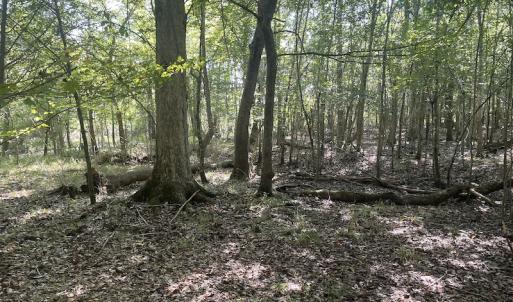 Photo #14 of SOLD property in 5161 Long Branch Swamp Road, Green Sea, SC 148.0 acres