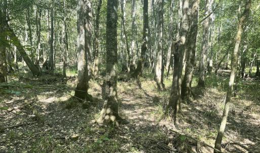 Photo #15 of 5161 Long Branch Swamp Road, Green Sea, SC 148.0 acres