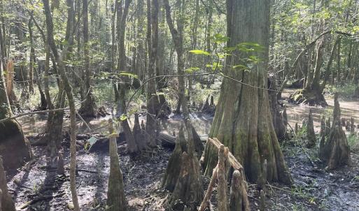 Photo #16 of SOLD property in 5161 Long Branch Swamp Road, Green Sea, SC 148.0 acres