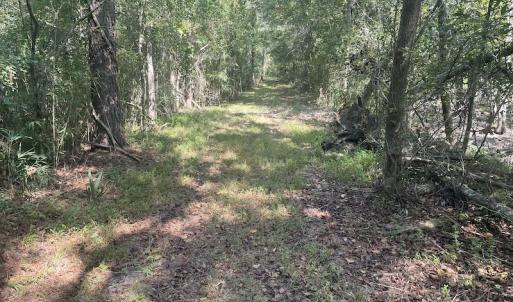Photo #17 of SOLD property in 5161 Long Branch Swamp Road, Green Sea, SC 148.0 acres
