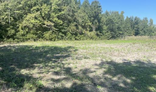 Photo #18 of SOLD property in 5161 Long Branch Swamp Road, Green Sea, SC 148.0 acres