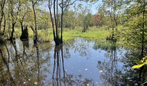 Photo #19 of SOLD property in 5161 Long Branch Swamp Road, Green Sea, SC 148.0 acres