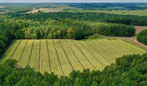 Photo #3 of SOLD property in Off Peter Stallings Road, Macon, NC 187.0 acres