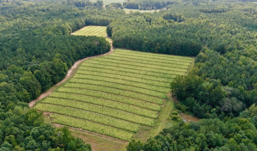 Photo #5 of SOLD property in Off Peter Stallings Road, Macon, NC 187.0 acres