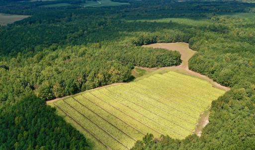 Photo #14 of SOLD property in Off Peter Stallings Road, Macon, NC 187.0 acres