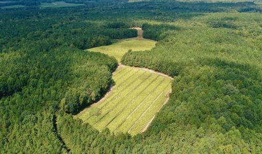 Photo #16 of SOLD property in Off Peter Stallings Road, Macon, NC 187.0 acres