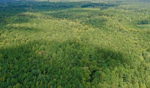 Photo #18 of SOLD property in Off Peter Stallings Road, Macon, NC 187.0 acres